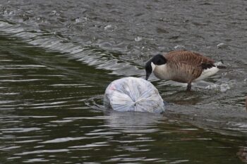 Tag der Umwelt 2023: Jede*r Einzelne muss sich mit gegen die Plastikkrise einsetzen!